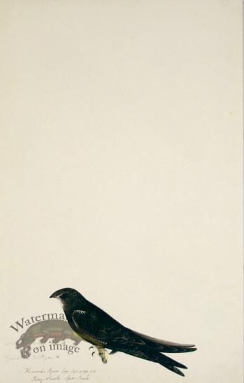 83 Swedish Birds . Hirundo Apus,  Common Swift